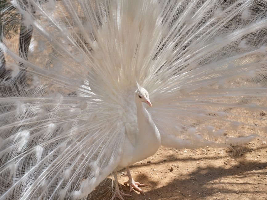 Sonhar com pavão branco
