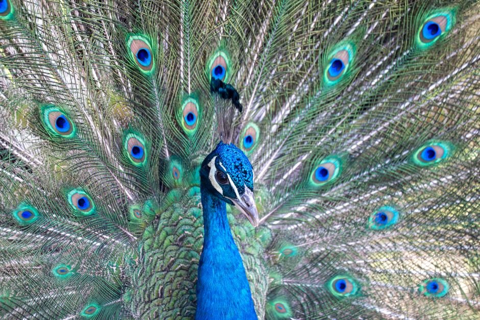 Sonhar com pavão fazendo a roda