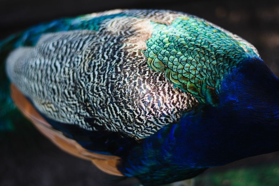 O que significa sonhar com pavão