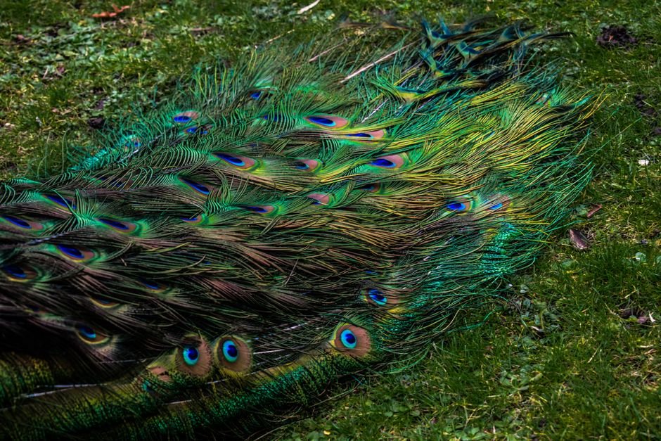 Sonhar com penas de pavão no chão