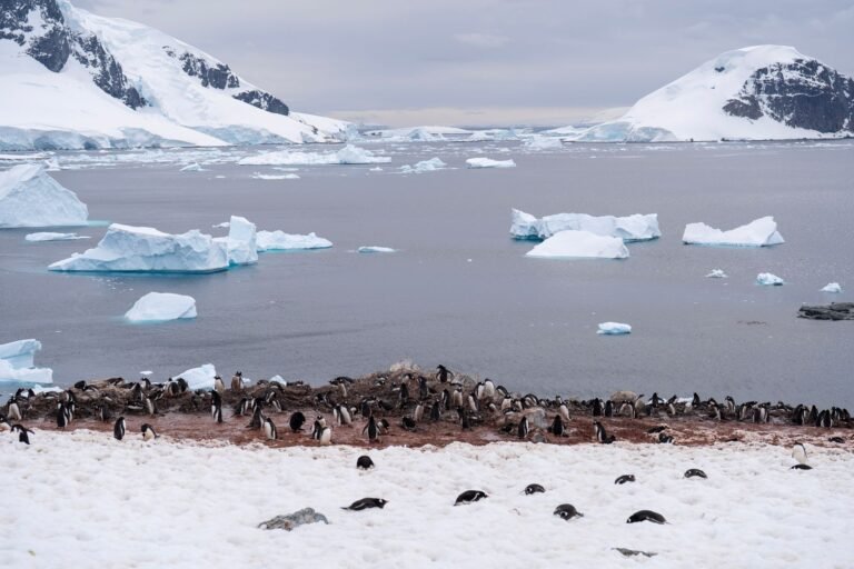 Sonhar com Pinguim: o que esse bichinho revela sobre você?