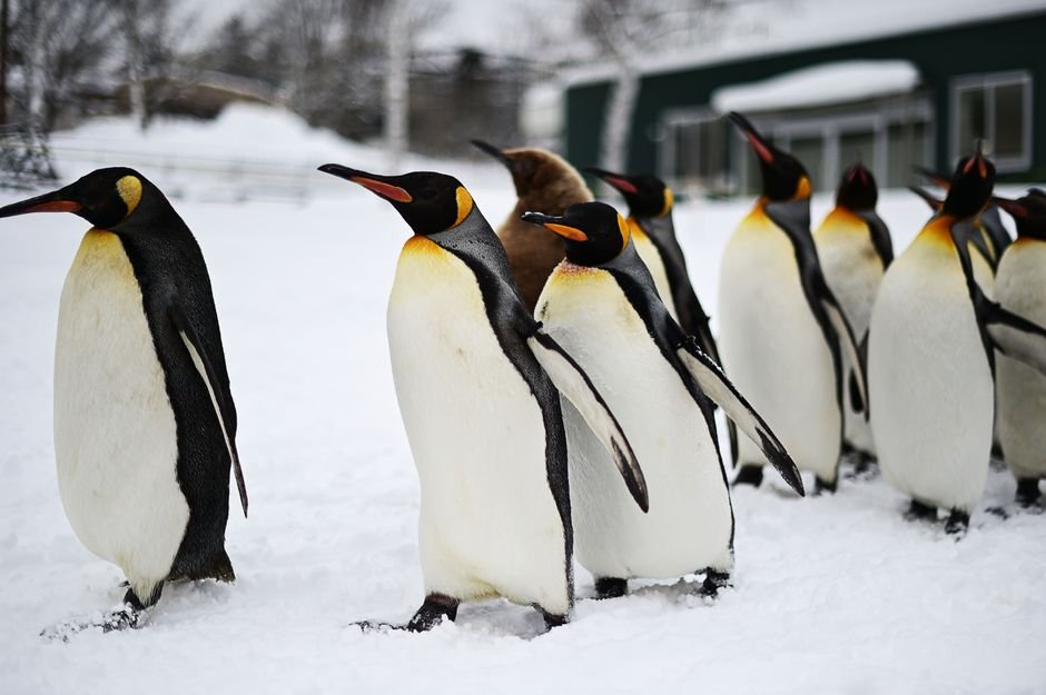 Sonhar com pinguim andando em grupo