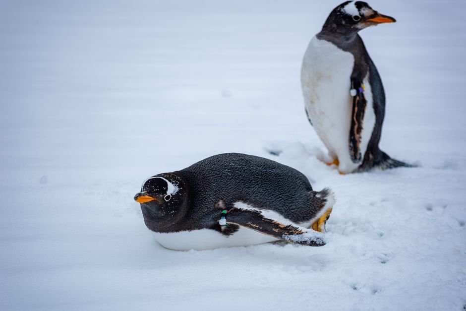 Sonhar com pinguim sozinho no gelo