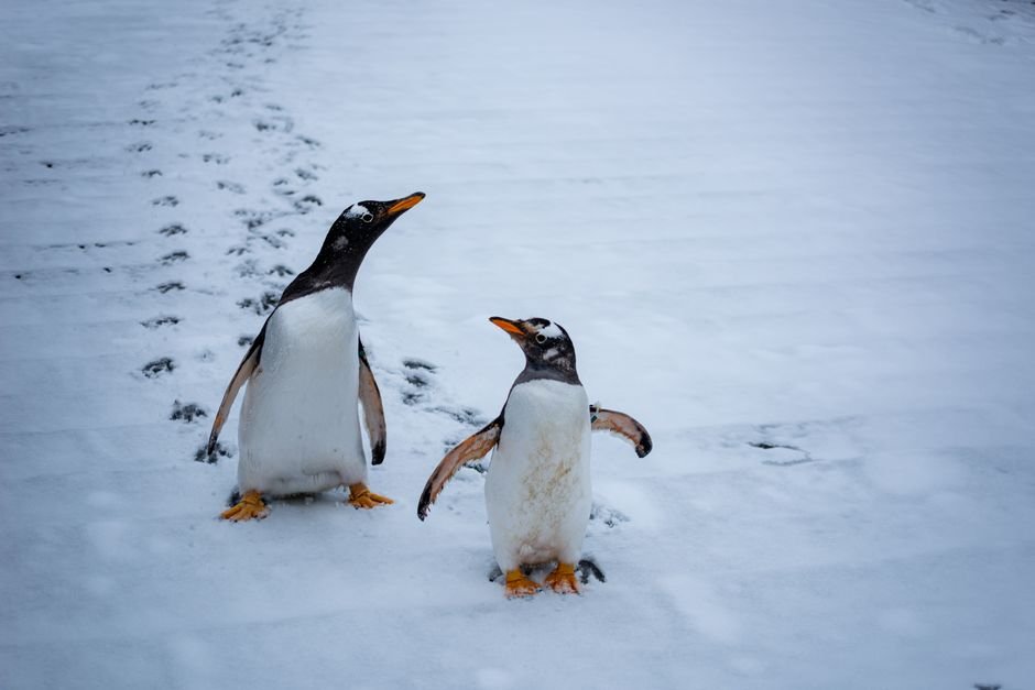 O que significa sonhar com pinguim