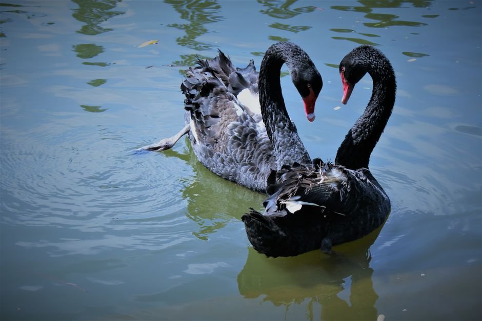 Sonhar com um casal de cisnes