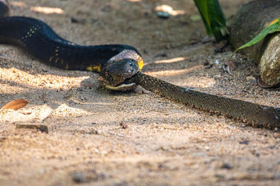 Sonhar matando uma cobra amarela