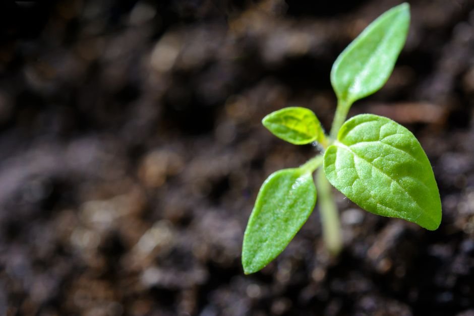 O que diz a psicologia sobre sonhar com plantas brotando