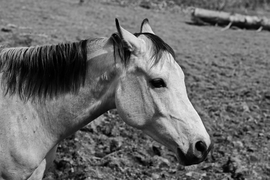 O que significa sonhar com cavalo branco?
