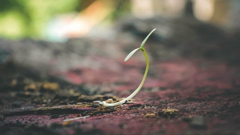 O que significa sonhar com semente germinando