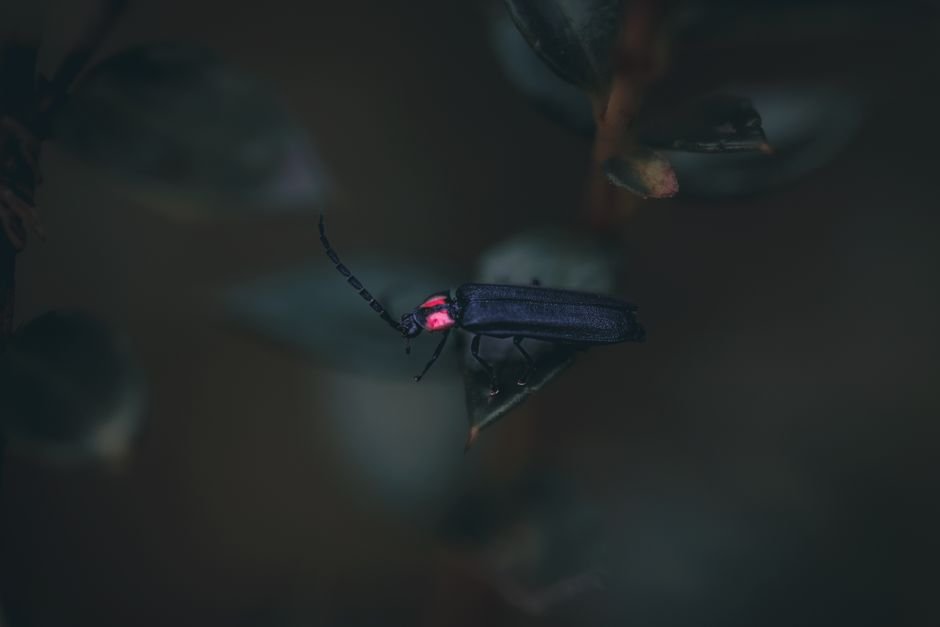 O que significa sonhar com vagalume