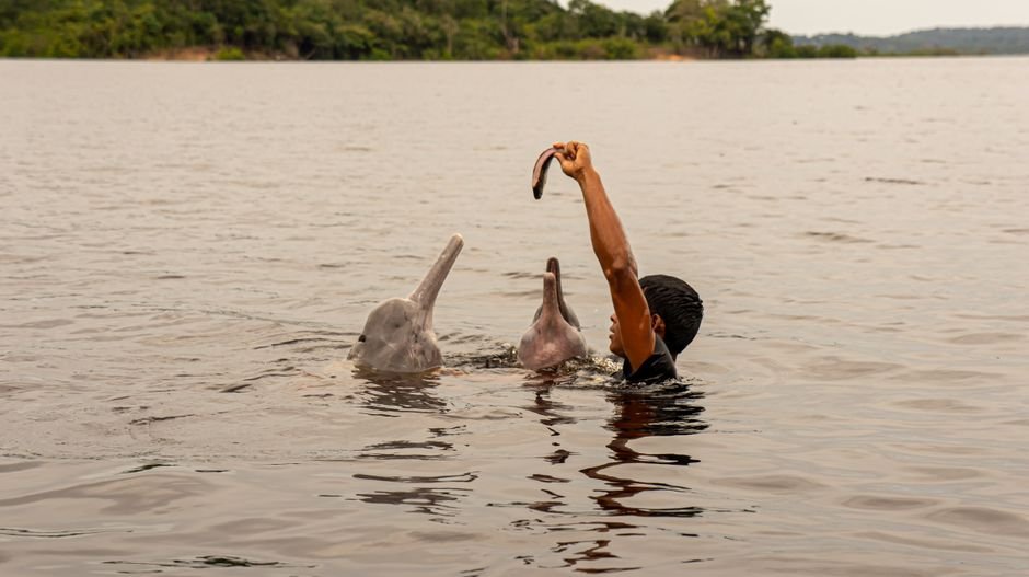Sonhar com animal na cor rosa