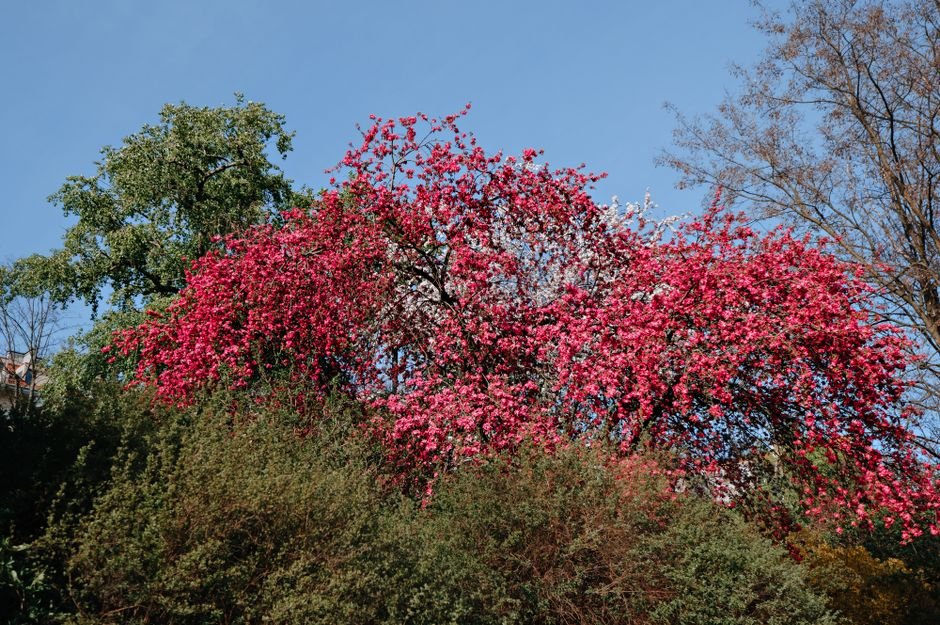 Sonhar com árvore florida