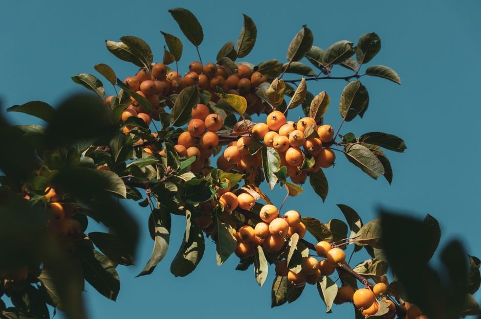 Sonhar com árvore frutífera