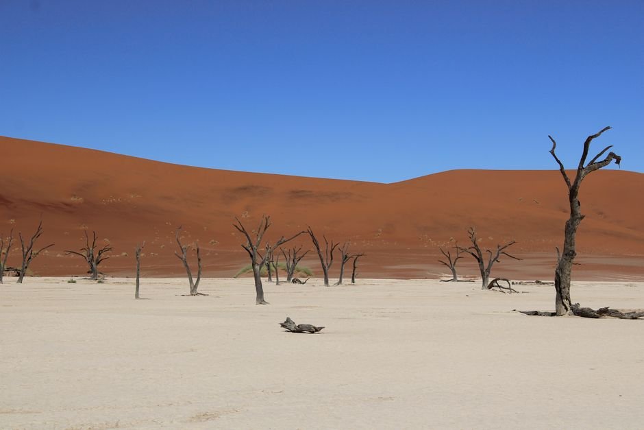 Sonhar com árvore seca