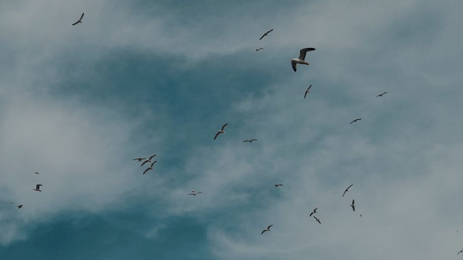 Sonhar com bando de gaivotas