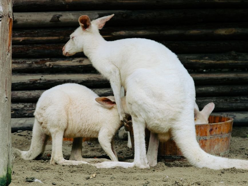 Sonhar com canguru branco (raro)
