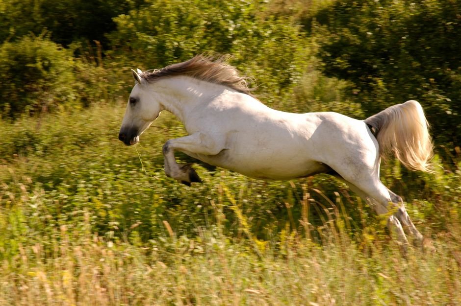 Sonhar com cavalo branco correndo livre
