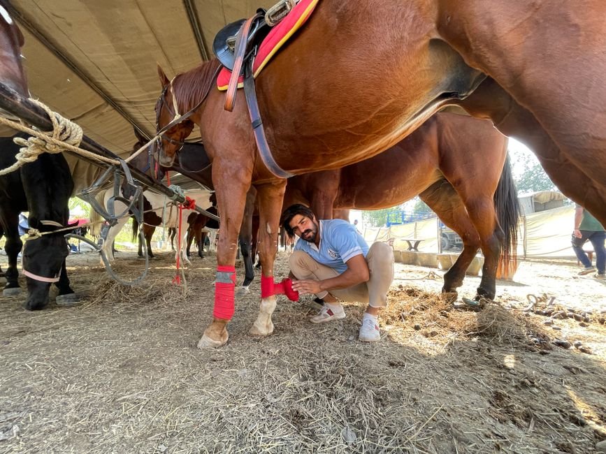 Sonhar com cavalo branco ferido