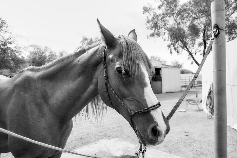 Sonhar com cavalo branco manso, parado olhando para você