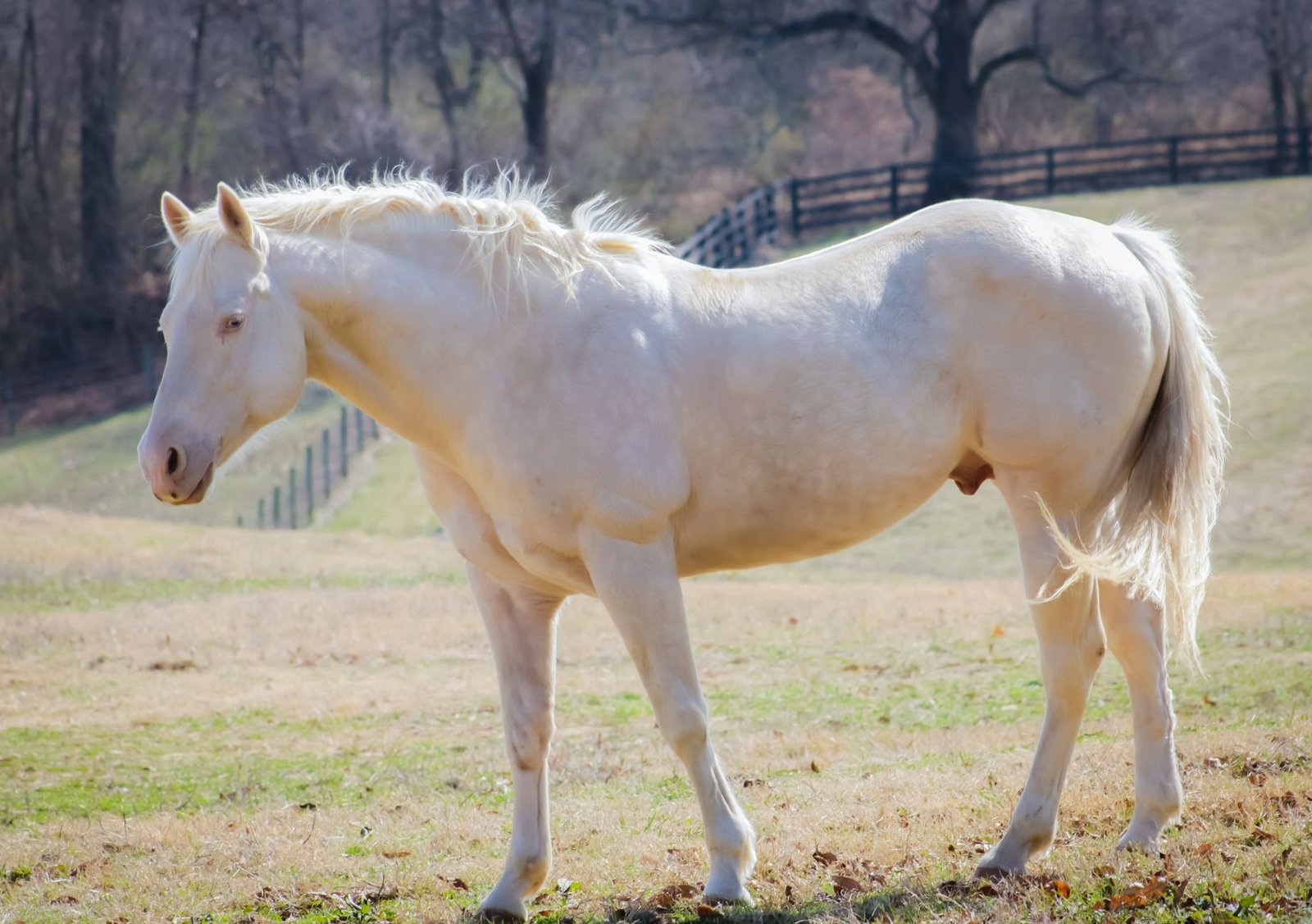 Sonhar com Cavalo Branco: Vitória, Pureza ou Aviso para Ficar de Olho?