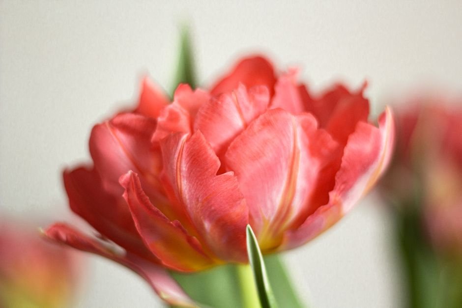 Sonhar com flor rosa (cor)