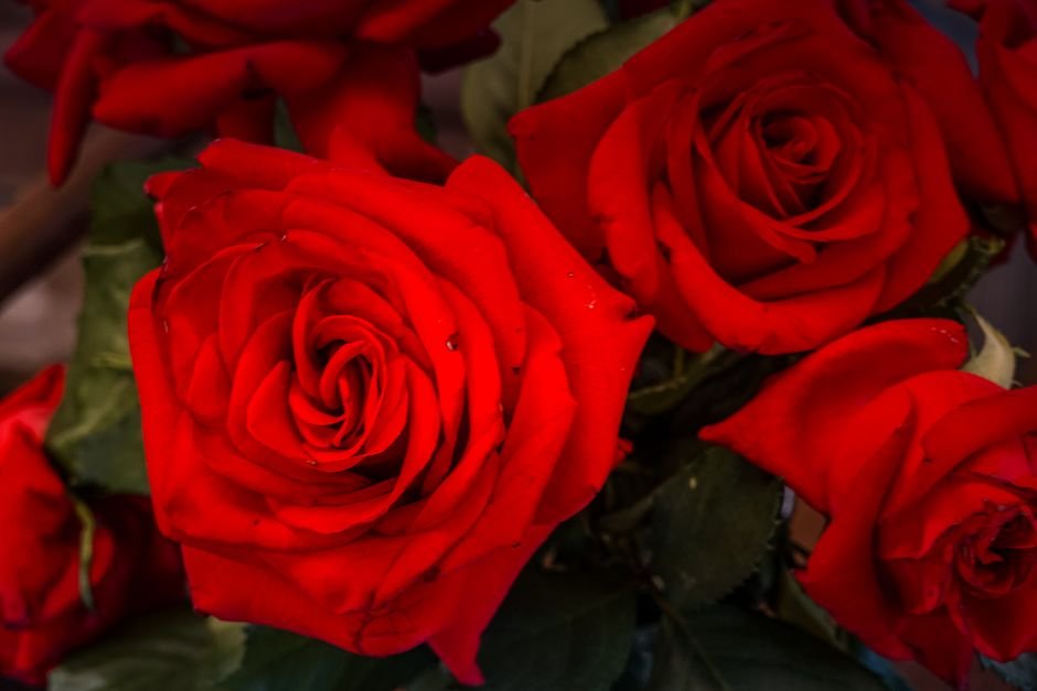 Sonhar com flores vermelhas vibrantes