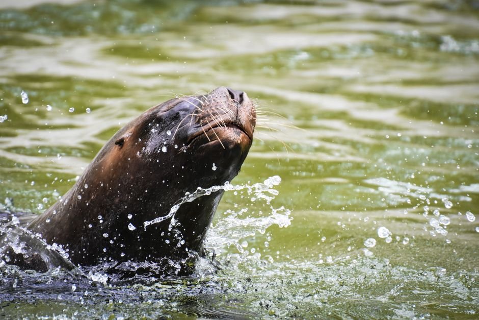 Sonhar com foca brincando ou fazendo graça