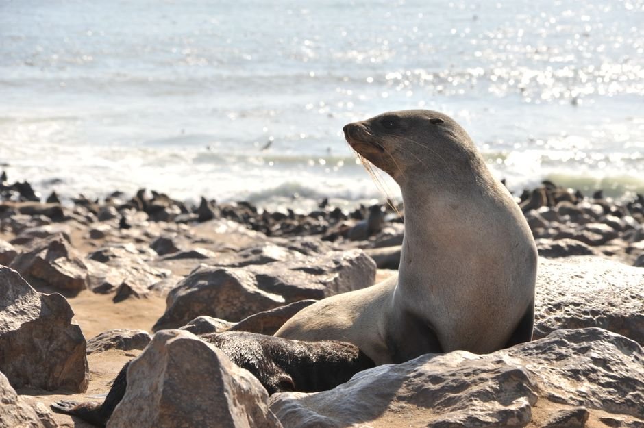 Sonhar com foca fora d'água, se arrastando