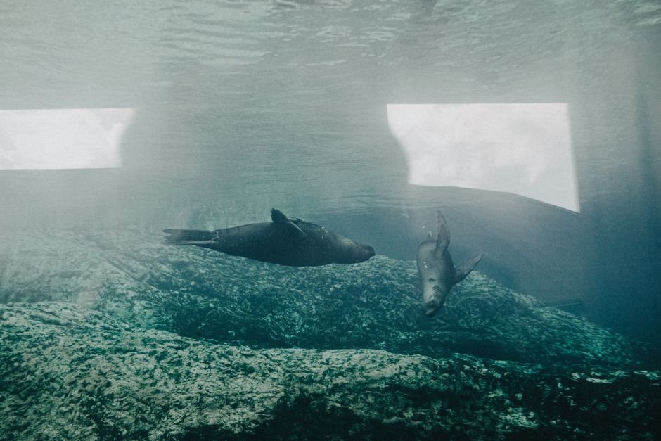 O que significa sonhar com foca