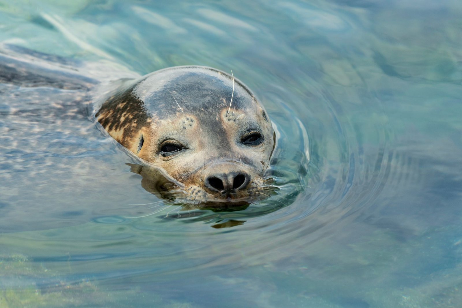 Sonhar com foca: o que esse sonho pode estar te dizendo?