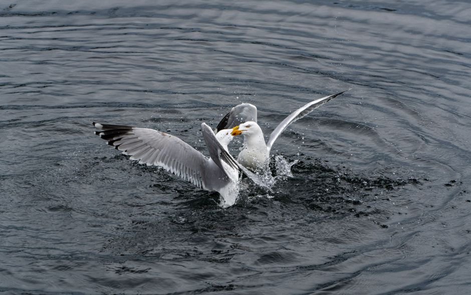 Sonhar com gaivota comendo ou disputando comida
