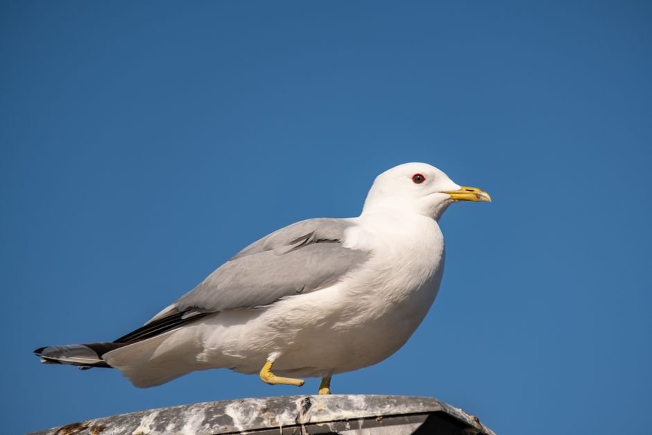 Sonhar com gaivota ferida ou machucada