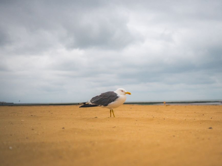 Sonhar com gaivota pousada na areia da praia
