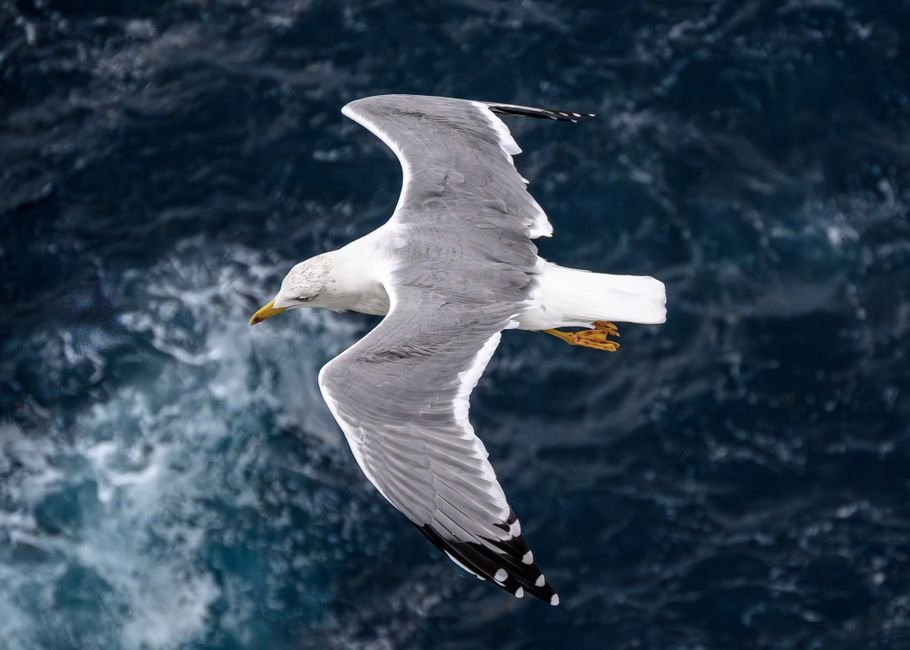 O que significa sonhar com gaivota
