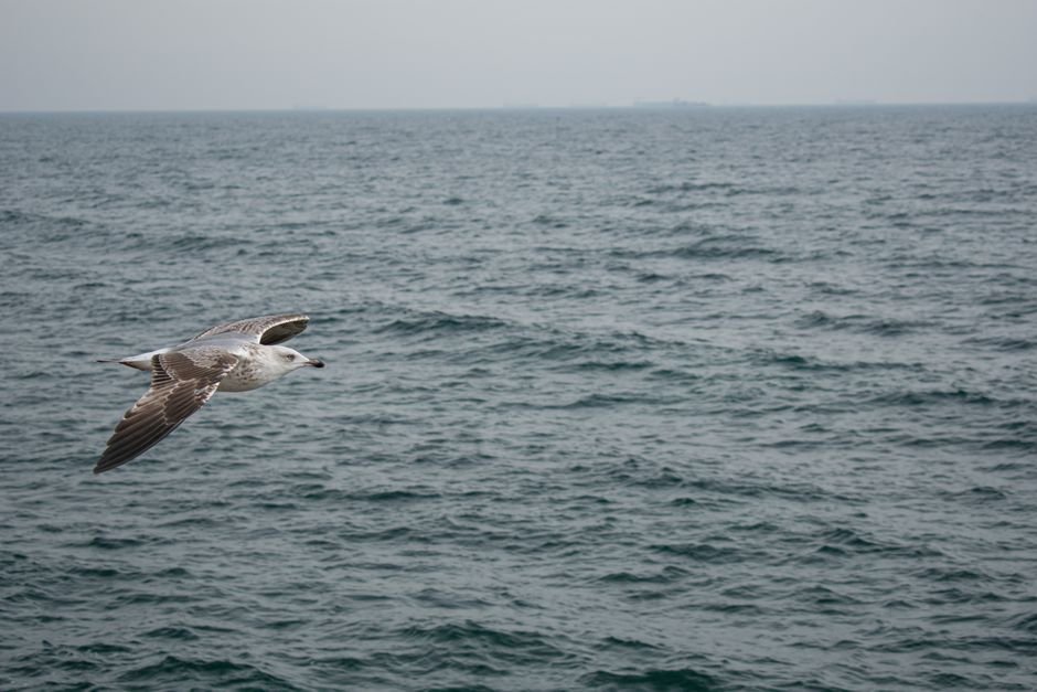 Sonhar com gaivota voando sobre o mar
