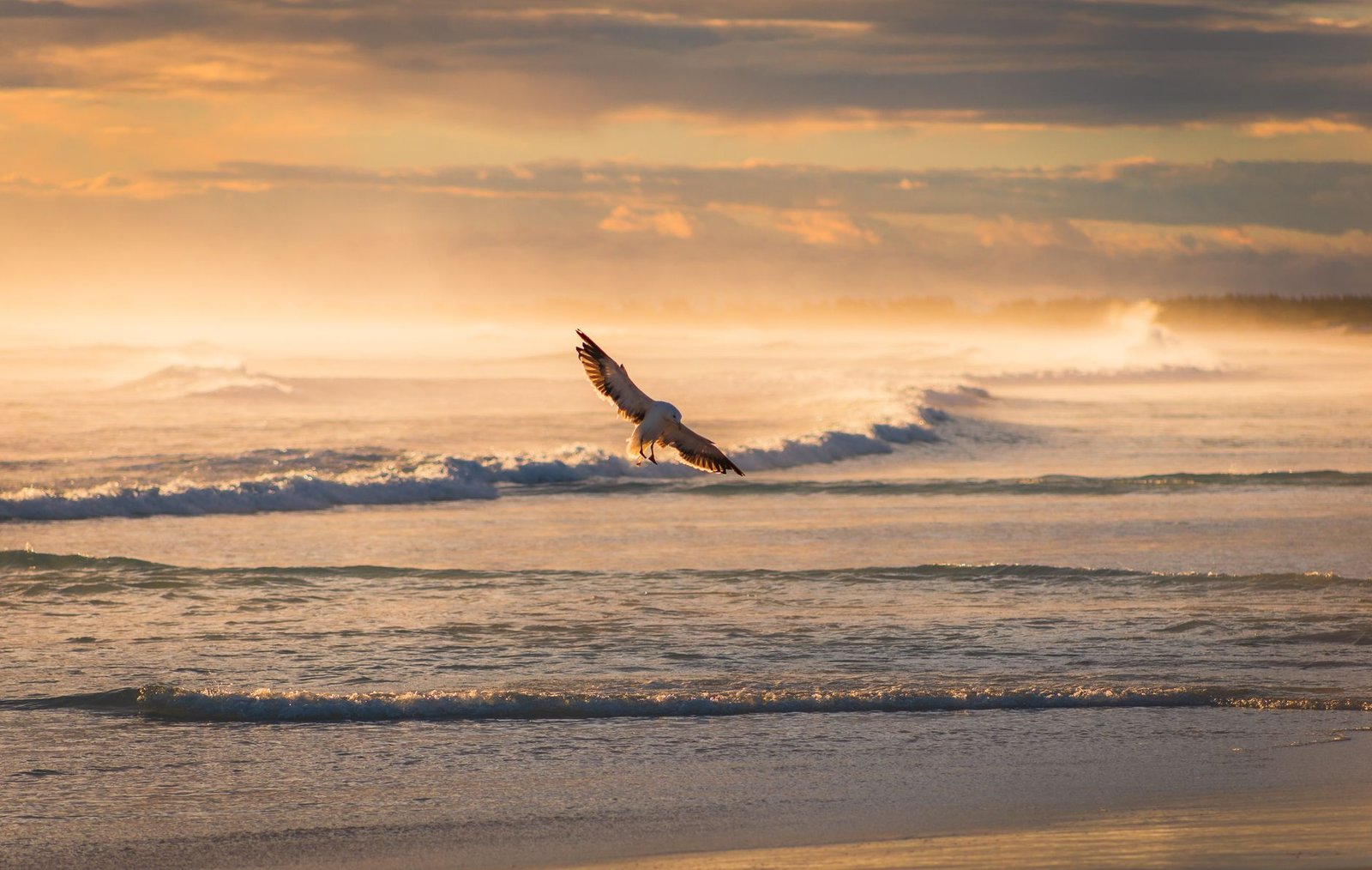 Sonhar com gaivota: o que esse voo sobre o mar pode revelar?