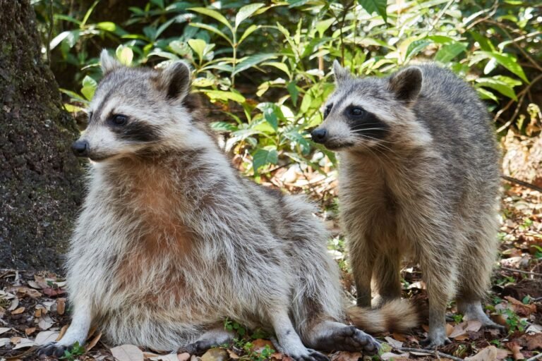 Sonhar com Guaxinim: será que esse bichinho esperto está tentando te avisar de algo?