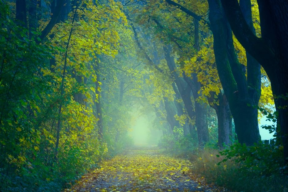 Sonhar com neblina ou névoa branca