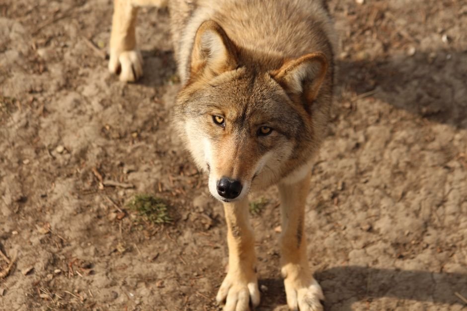 Sonhar com ovelha atacada por lobo