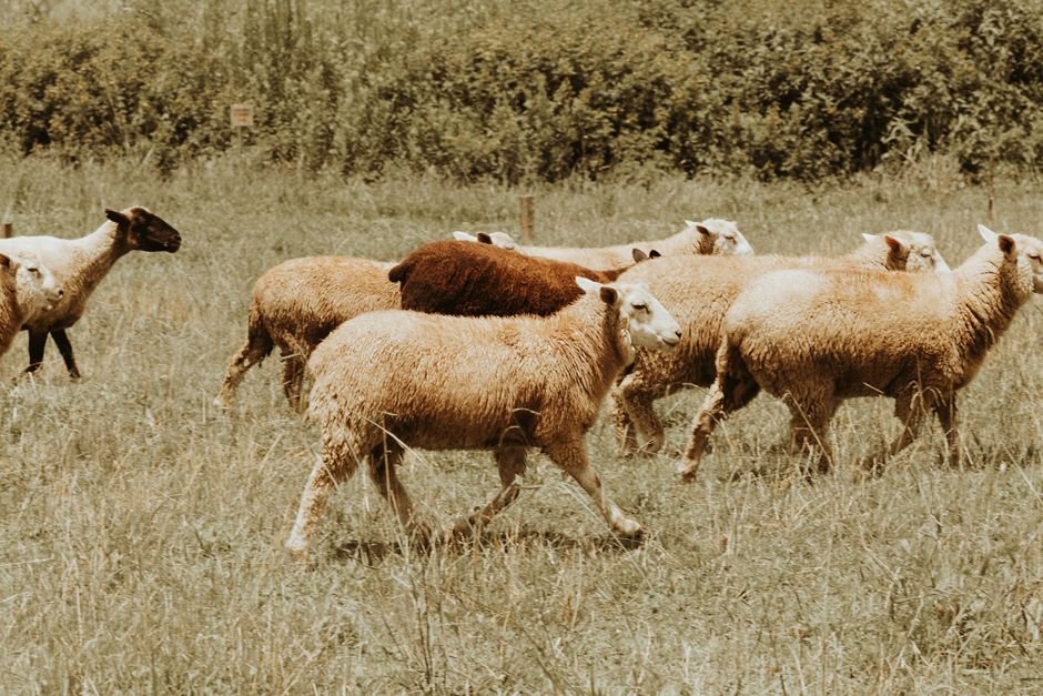 O que significa sonhar com ovelha?