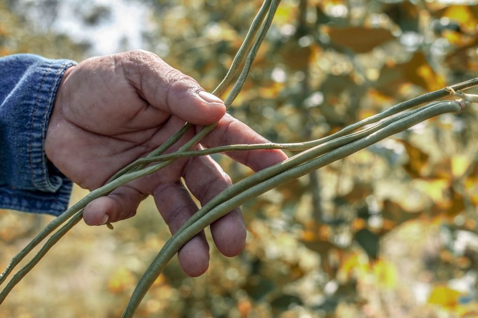 Sonhar com Plantação de Feijão