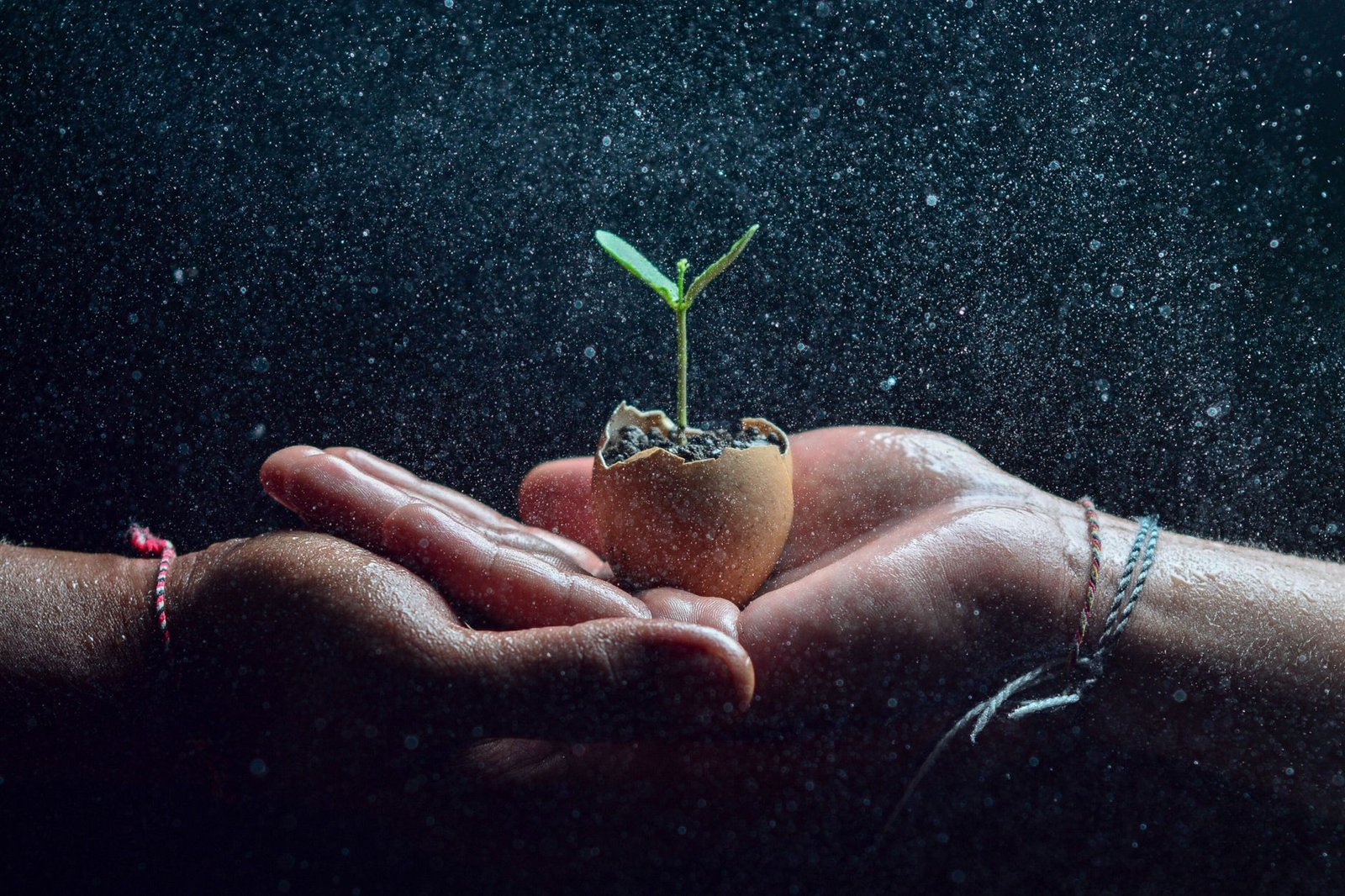 Sonhar com semente germinando: o recomeço que seu sonho está anunciando