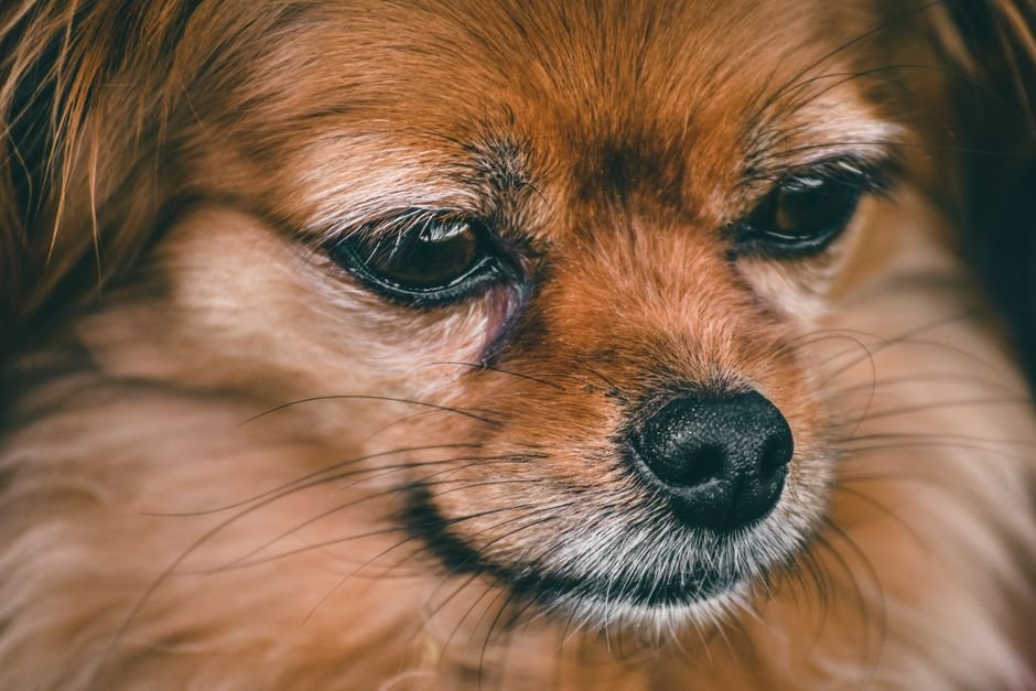 Sonhar com um cachorro marrom