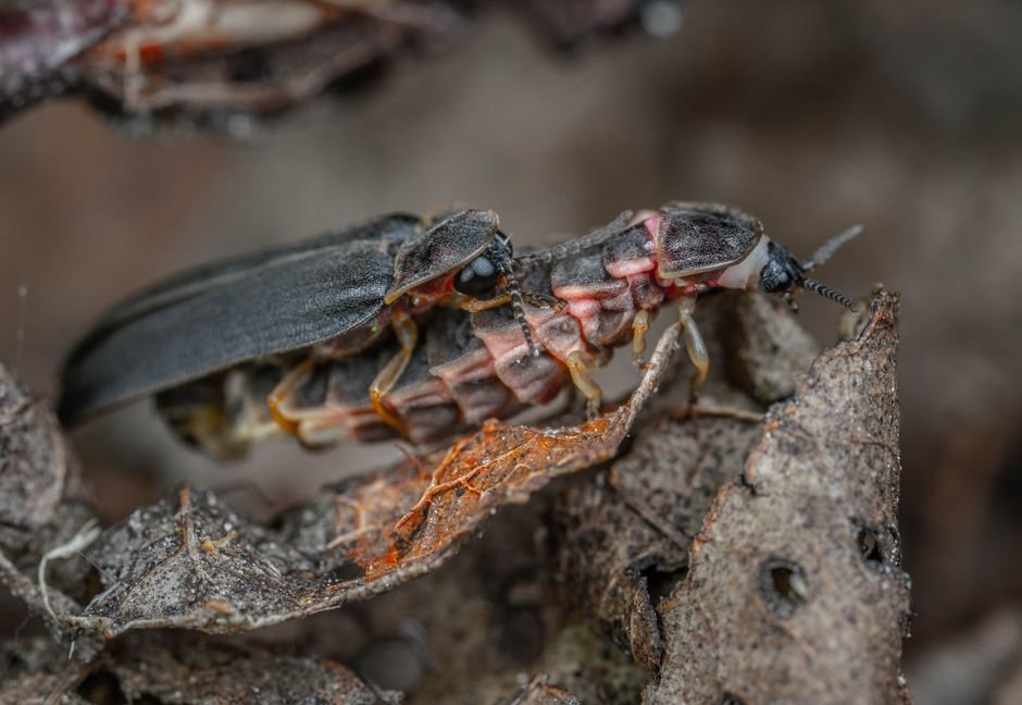Sonhar com um único vagalume na escuridão