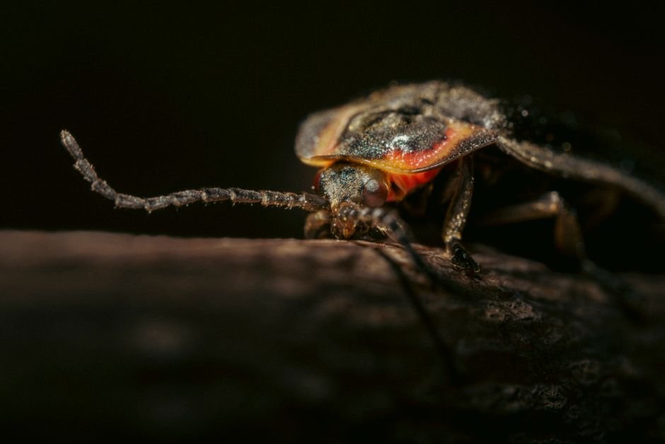 Sonhar com vagalume que apaga a luz