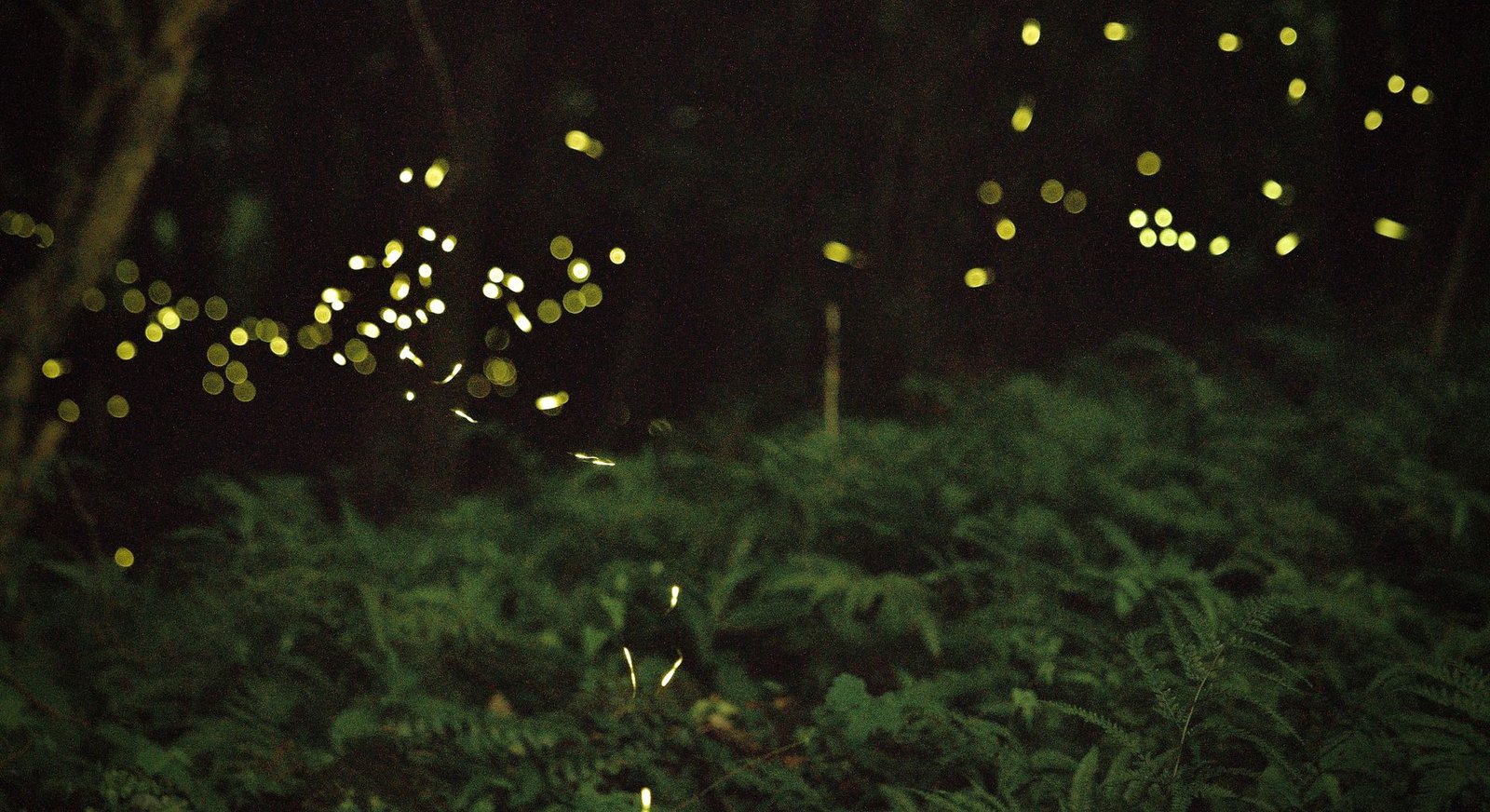 Sonhar com vagalume: a luz pequena que aparece bem na hora certa